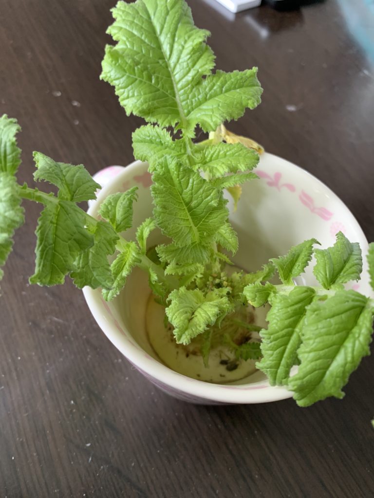 大根から葉