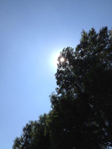 木の陰の太陽