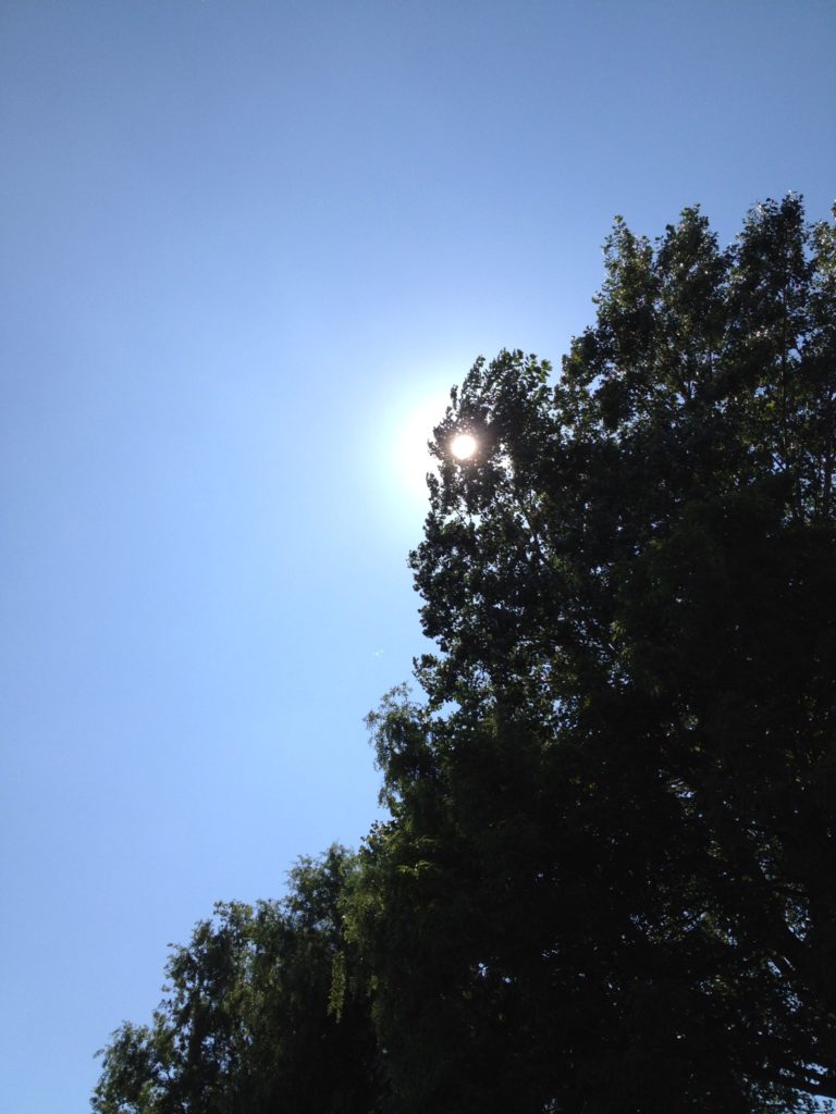 木の陰の太陽